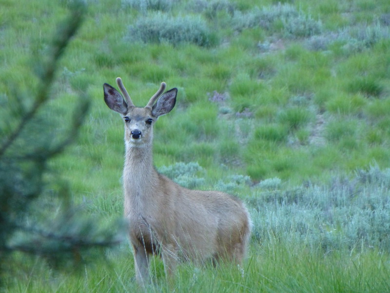 Hot Springs Deer